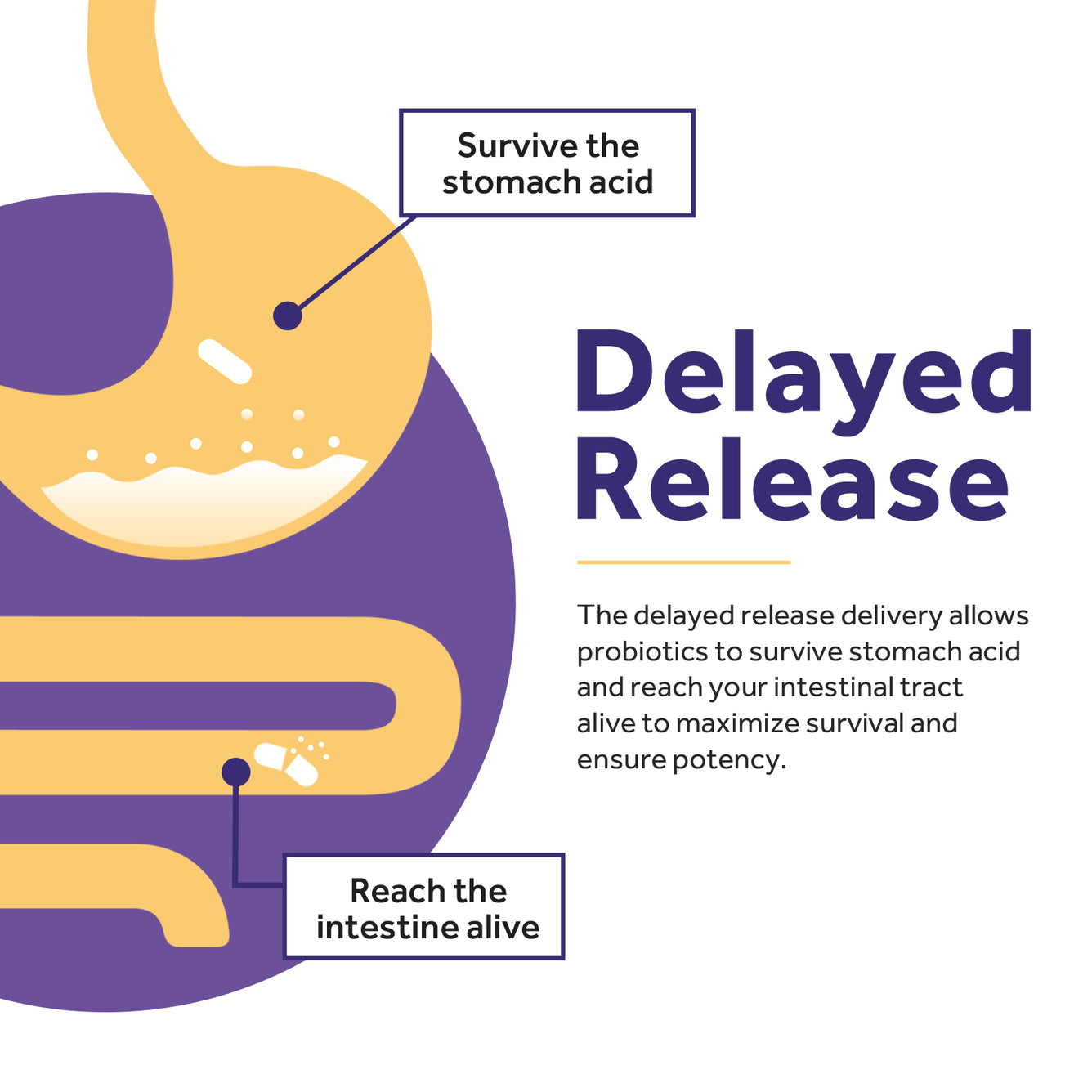 Doctor's Recipes Women's Probiotics is delayed release & shelf-stable