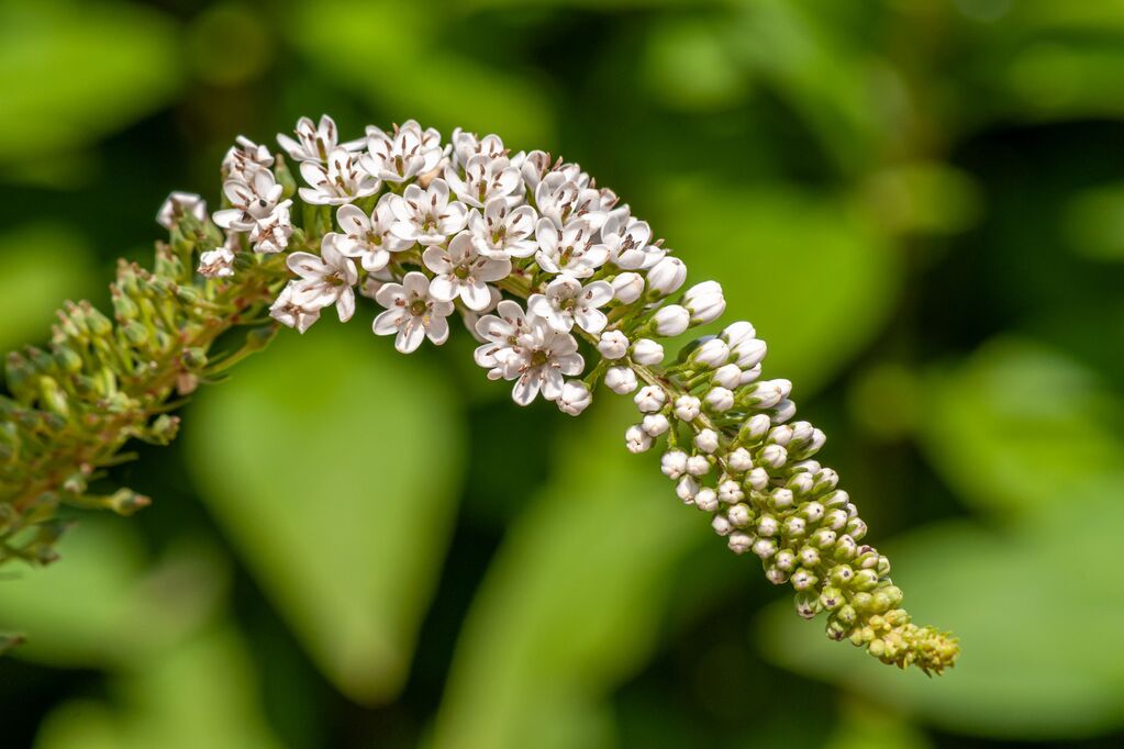 Does Black Cohosh Contain Estrogen? What Consumers Should Know Before Choosing a Black Cohosh Supplement