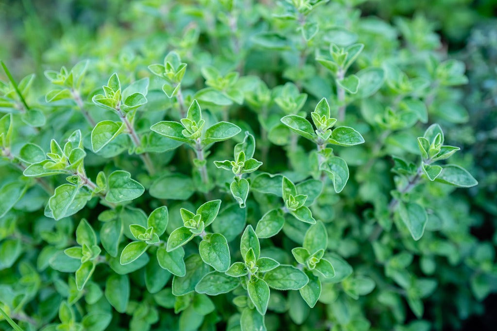 Black Seed Oil and Oregano Oil for Sinus Relief & Seasonal Allergies