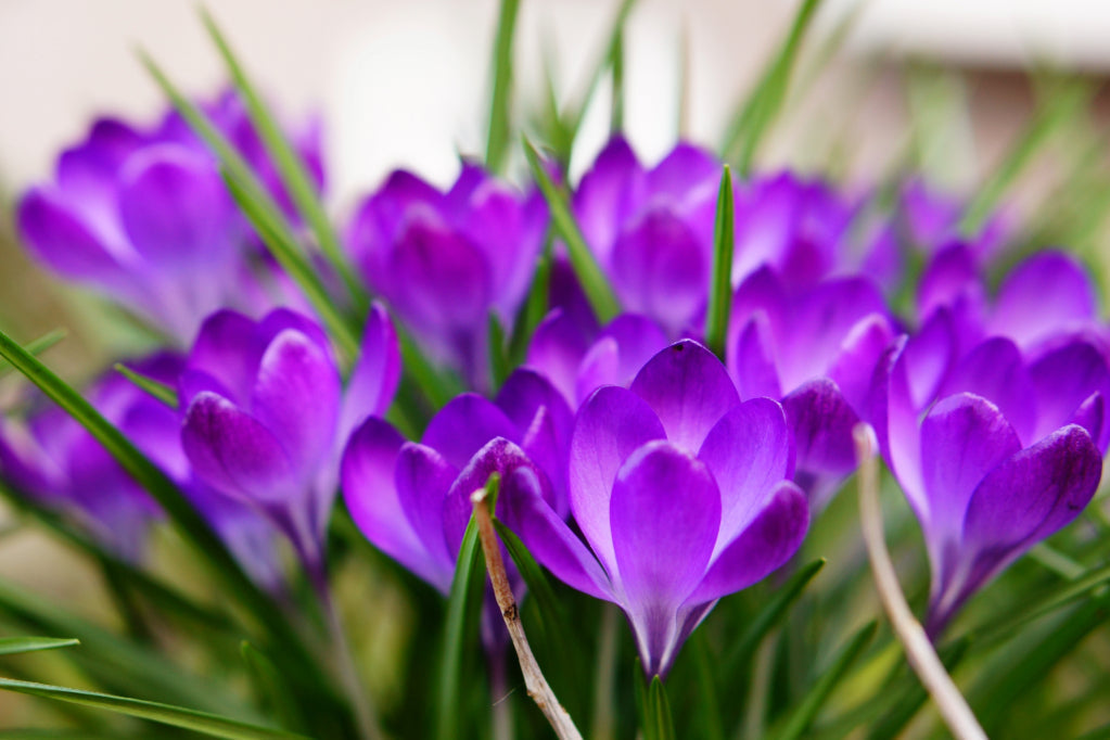 Saffron and Mood Balance: How Saffron Supports Emotional Well-Being