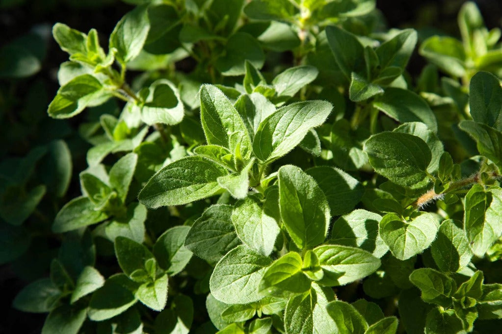 Oil of Oregano for Candida: How Carvacrol Supports Gut Flora Balance