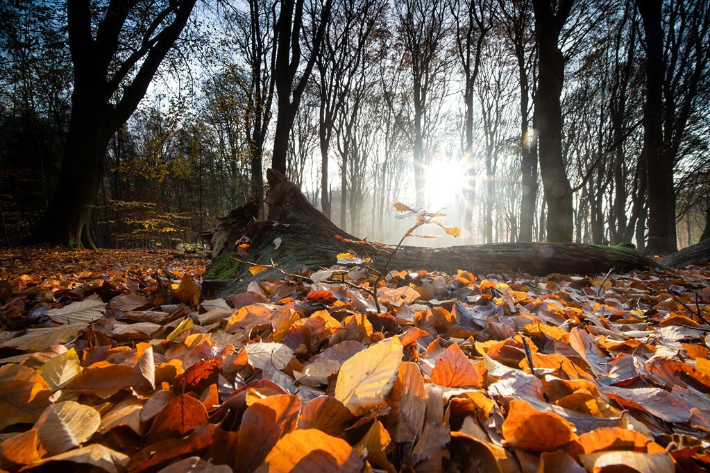 Vitamin D3 in Fall: Why Your Vitamin D Routine May Need a Seasonal Reset