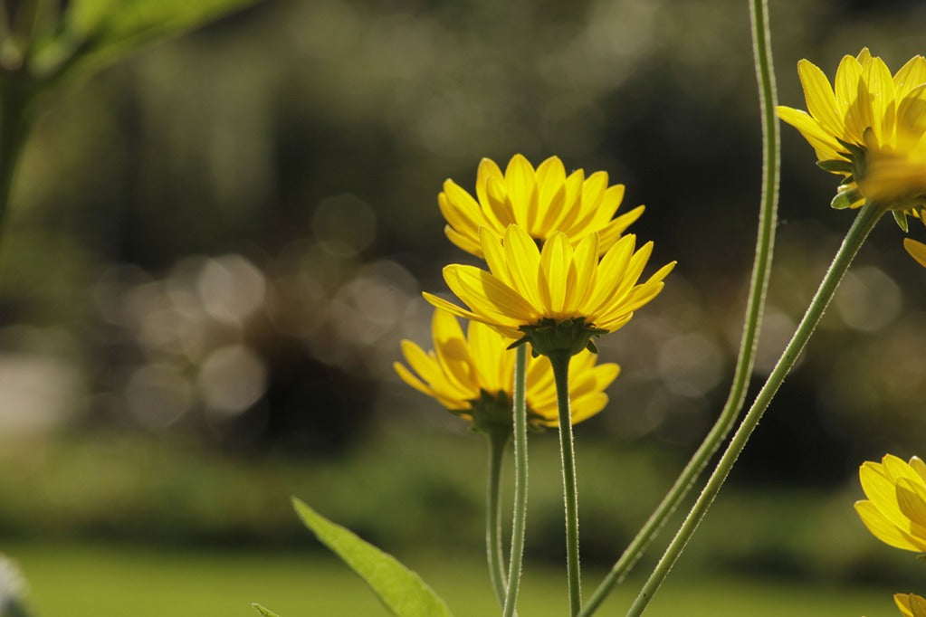 Why Combine Acacia & Jerusalem Artichoke—2 Prebiotics in a Probiotic?