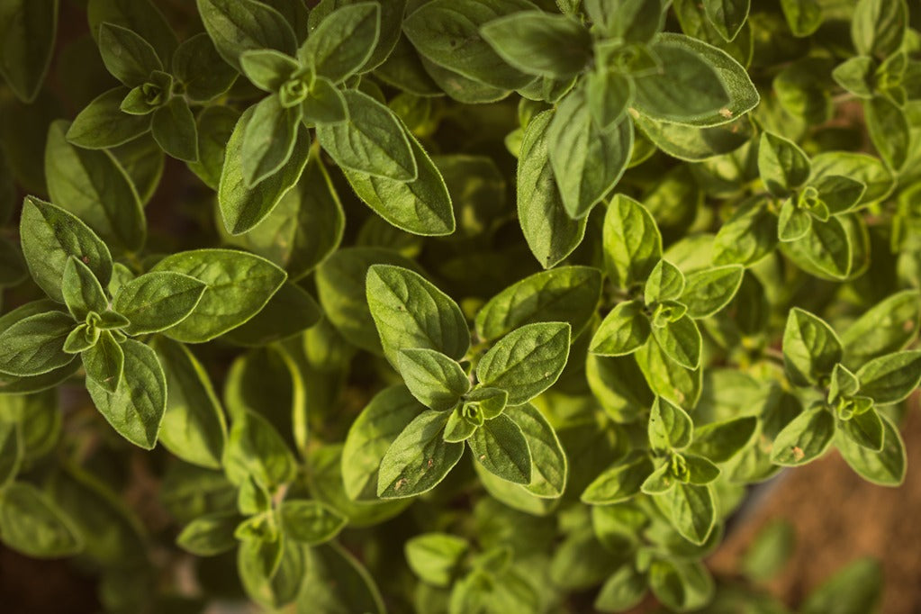 Can Oregano Oil Be Part of a Balanced Wellness Routine?