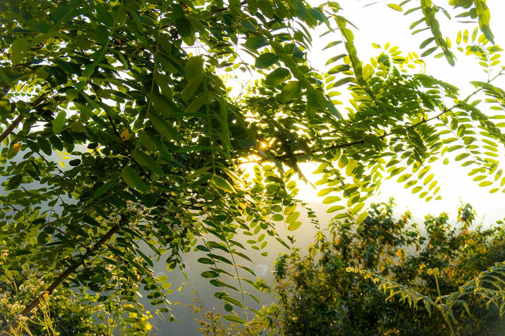 Herbal Wellness Essentials Every Household Should Have