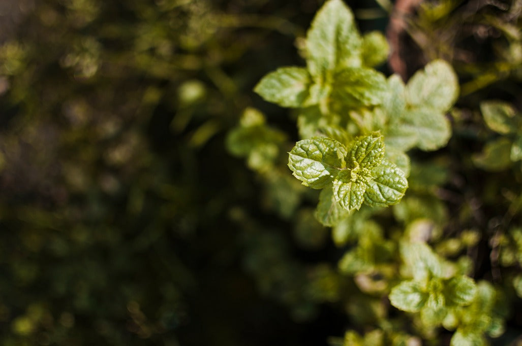 How Long Can You Take Oil of Oregano? The 2-to-4 Week Cycling Rule