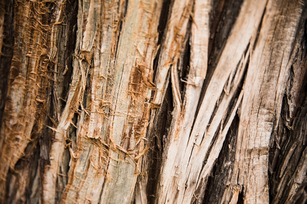 Slippery Elm Bark Explained: Benefits, Uses, and Why It’s Becoming Popular in Digestive Wellness