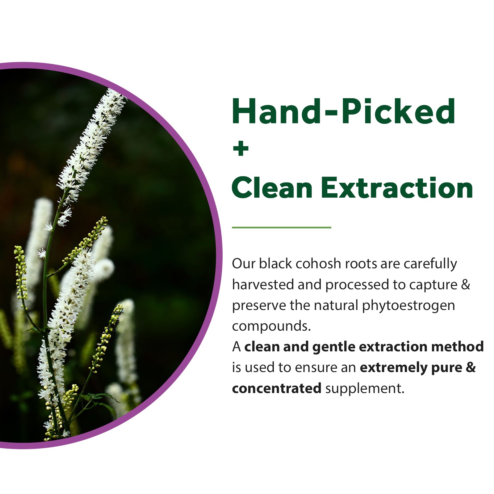 Black Cohosh
