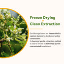 Our freeze dried and cleanly extracted Moringa ensures maximum nutritional value