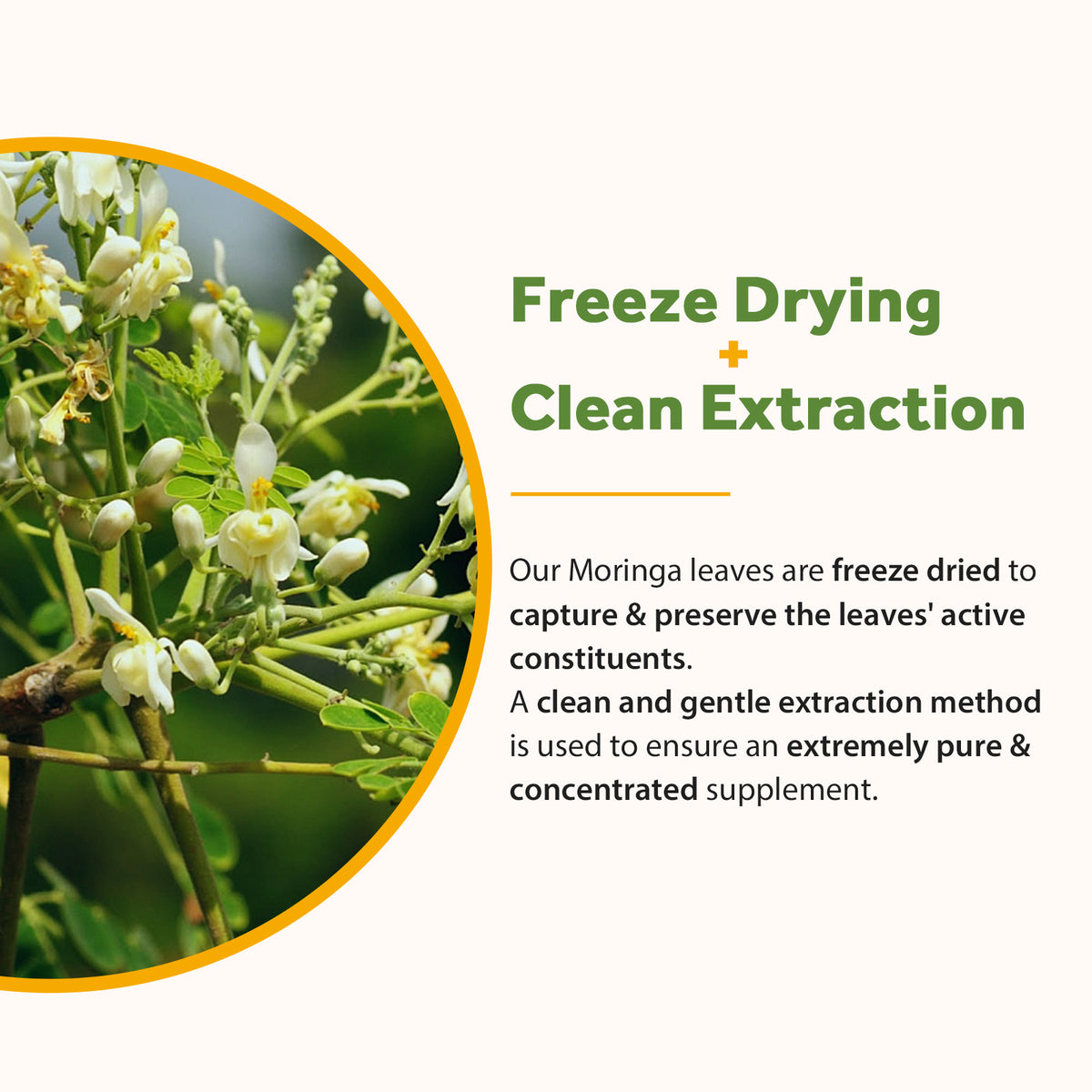 Our freeze dried and cleanly extracted Moringa ensures maximum nutritional value